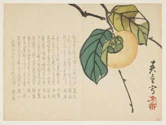Kaki, vers 1854-59